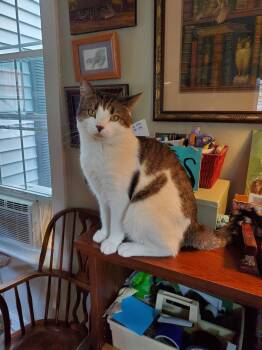 Sammy -  American Shorthair and Tabby Cat for Adoption in Bath, Maine - Sammy | PetCurious
