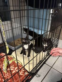 Rescue Domestic Short Hair Cats for Adoption in Jefferson, New Jersey - Kittens-  National Treasures Nuggets- The Park Kittens (mix Of F | PetCurious