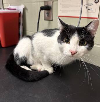 Domestic Short Hair Cats Available for Adoption in Minneapolis, Minnesota - APOLLO | PetCurious