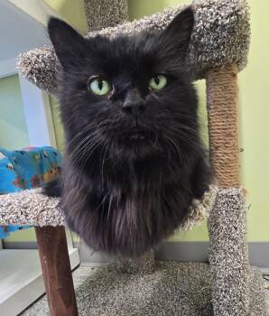 Domestic Medium Hair Cats Available for Adoption in Auburn, Indiana - SUE The T. Rex | PetCurious