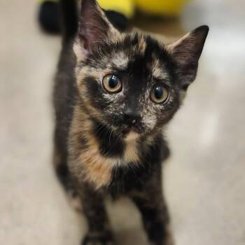 Heavenly Hash - Sweet & Loving -  Tortoiseshell Cat for Adoption in Hamilton, Ontario - Heavenly Hash - Sweet & Loving | PetCurious