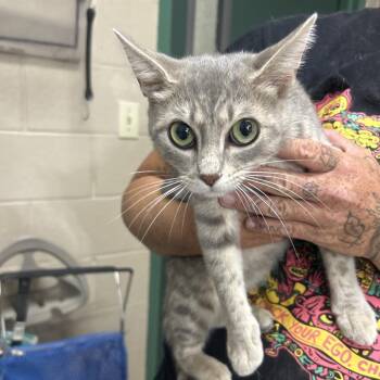 Emerald -  Domestic Short Hair Cat for Adoption in Lewisburg, West Virginia - Emerald | PetCurious