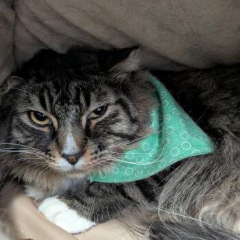 Domestic Long Hair Cats Available for Adoption in Lakewood, Colorado - Jinkies | PetCurious