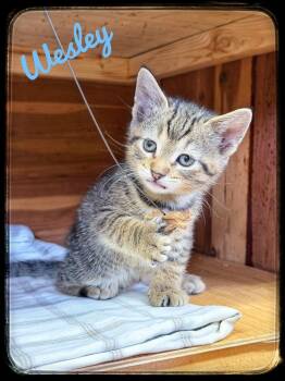 Domestic Short Hair Cats Available for Adoption in Rutherfordton, North Carolina - Wesley | PetCurious