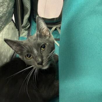 McNugget -  Domestic Short Hair Cat for Adoption in Los Angeles, California - McNugget | PetCurious