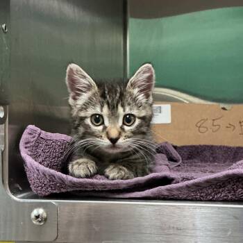 Summer -  American Shorthair Cat for Adoption in Pasadena, California - Summer | PetCurious