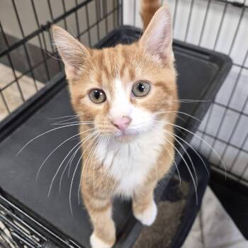Angry Orange -  Domestic Short Hair Cat for Adoption in Cleveland, Mississippi - Angry Orange | PetCurious