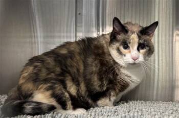 DAISY -  Domestic Short Hair Cat for Adoption in Santa Monica, California - DAISY | PetCurious