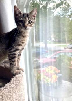Spike (from the Buffy the Vampire Slayer Litter) -  Domestic Short Hair Cat for Adoption in Arnold, Missouri - Spike (from The Buffy The Vampire Slayer Litter) | PetCurious