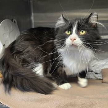 Tony (FIV) -  Domestic Medium Hair Cat for Adoption in Watertown, Wisconsin - Tony (FIV) | PetCurious