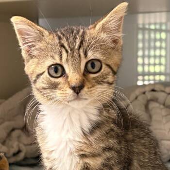 Felicity -  Domestic Short Hair Cat for Adoption in Cumming, Georgia - Felicity | PetCurious
