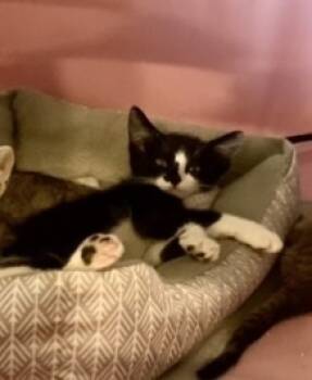 Rescue Domestic Short Hair Cats for Adoption in Jemez Pueblo, New Mexico - Fiona 6633 | PetCurious