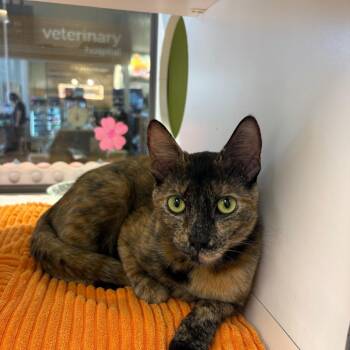 Rainbow -  Domestic Short Hair Cat for Adoption in Temecula, California - Rainbow | PetCurious