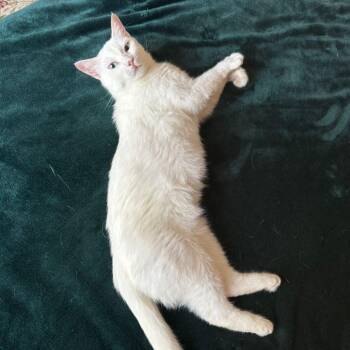 Turkish Van and British Shorthair Cats Available for Adoption in Brampton, Ontario - Eira - Blue Eye (not Deaf) | PetCurious