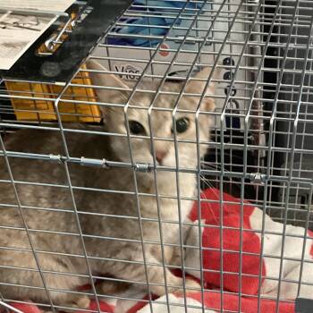 Kate -  Domestic Short Hair Cat for Adoption in Montgomery, Alabama - Kate | PetCurious
