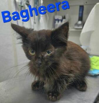 Bagherra -  Domestic Long Hair Cat for Adoption in Sullivan, Indiana - Bagherra | PetCurious