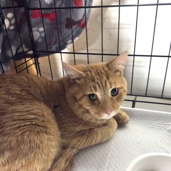 Tabby Cats Available for Adoption in Bayonne, New Jersey - Rudy | PetCurious