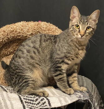 Rescue Domestic Short Hair Cats for Adoption in Phoenix, Arizona - Koda Aka Brownie | PetCurious