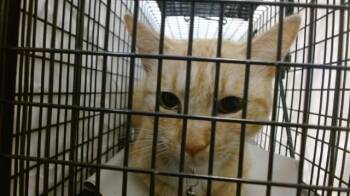 Domestic Short Hair Cats Available for Adoption in Doral, Florida - MAGGIE | PetCurious