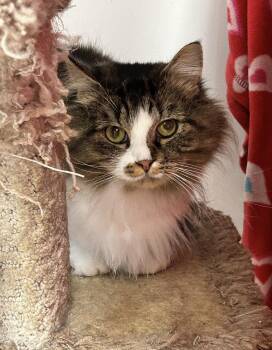 Domestic Medium Hair Cats Available for Adoption - Guppy (Bonded With Rainbow Trout) | PetCurious