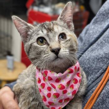 Rescue Domestic Short Hair Cats for Adoption in Redwood City, California - Opal | PetCurious