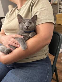 Hampton -  Russian Blue Cat for Adoption in Camden, South Carolina - Hampton | PetCurious