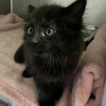 Spoke -  Domestic Medium Hair Cat for Adoption in Spruce Pine, North Carolina - Spoke | PetCurious