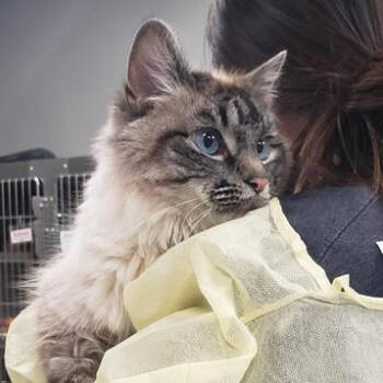 Rescue Domestic Medium Hair Cats for Adoption in Salt Lake City, Utah - Judge Judy | PetCurious