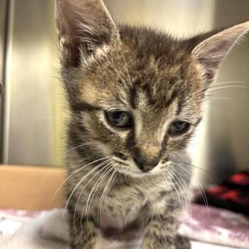 MOE -  Domestic Short Hair Cat for Adoption in St. Louis, Missouri - MOE | PetCurious