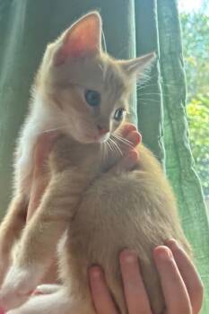 Socks -  Domestic Short Hair Cat Available for Adoption in Town 