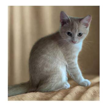 BUTTERBEAN -  Domestic Short Hair Cat for Adoption in Charlotte, North Carolina - BUTTERBEAN | PetCurious