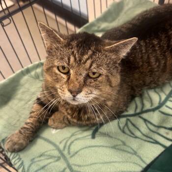 Domestic Short Hair Cats Available for Adoption in Rocky Mount, Virginia - Waffle House | PetCurious