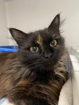 Rescue Domestic Medium Hair Cats for Adoption in Hayward, Wisconsin - Lindsay | PetCurious