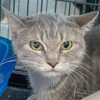 Rescue Tabby Cats for Adoption in Huntley, Illinois - Winifred | PetCurious