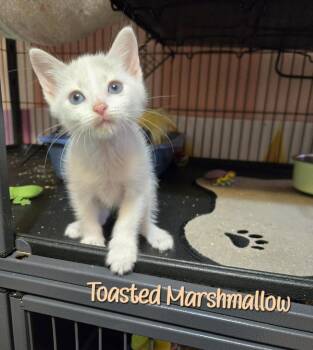 Toasted Marshmallow -  Domestic Short Hair Cat for Adoption in Bossier City, Louisiana - Toasted Marshmallow | PetCurious