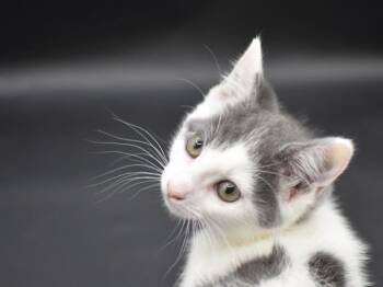 Pineapple -  Domestic Short Hair Cat for Adoption in Portland, Oregon - Pineapple | PetCurious