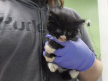 SQUEAK -  Domestic Short Hair Cat for Adoption in Omaha, Nebraska - SQUEAK | PetCurious