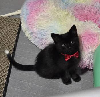 Domestic Medium Hair Cats Available for Adoption in San Jose, California - Murilo | PetCurious