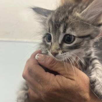 Faygo -  Domestic Short Hair Cat for Adoption in Park City, Utah - Faygo | PetCurious