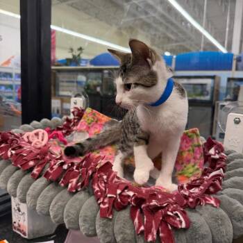 Henry -  Domestic Short Hair Cat for Adoption in Buffalo, New York - Henry | PetCurious