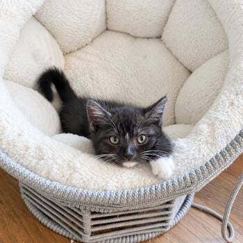 Parton -  Tuxedo Cat for Adoption in Bethel, Connecticut - Parton | PetCurious