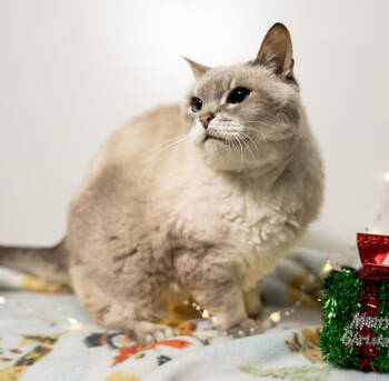 Rescue Domestic Short Hair Cats for Adoption in Arlington, Washington - Chanel | PetCurious
