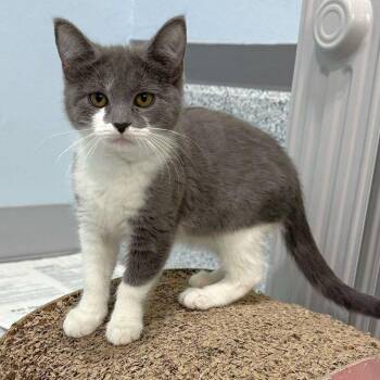 Blaze the Cat -  Domestic Medium Hair Cat for Adoption in Colorado Springs, Colorado - Blaze The Cat | PetCurious