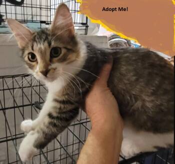 Rescue Domestic Medium Hair Cats for Adoption in Alpine, Texas - Kahlo | PetCurious