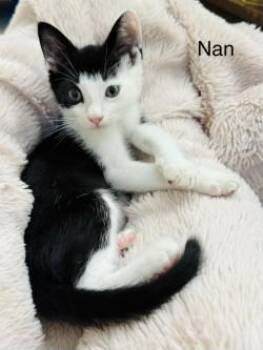 Pixel -  Domestic Short Hair Cat for Adoption in Gainesville, Florida - Pixel | PetCurious