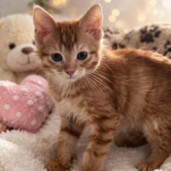 Tabby Cats Available for Adoption - Bosco | PetCurious