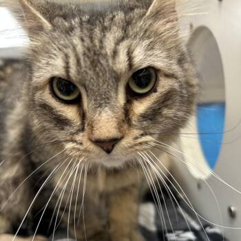 Smokey -  Domestic Short Hair Cat for Adoption in Cheyenne, Wyoming - Smokey | PetCurious