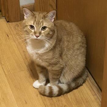 Kirby C12751 -  Domestic Short Hair Cat for Adoption - Kirby C12751 | PetCurious