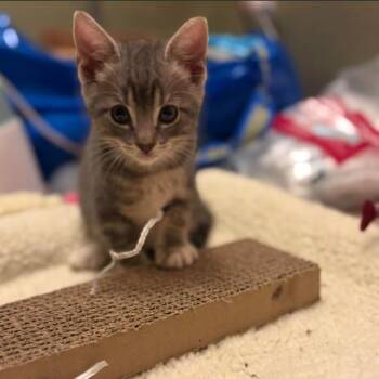 Domestic Short Hair Cats Available for Adoption in Incline Village, Nevada - Voltage | PetCurious