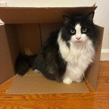 Zoey XII (New Digs) -  Domestic Long Hair Cat for Adoption in Dallas, Texas - Zoey XII (New Digs) | PetCurious